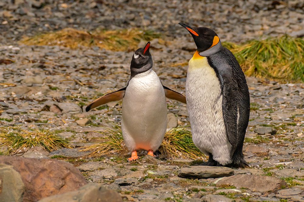 Antarctica, South Georgia. Close-up of gentoo and king penguins.